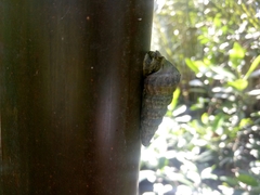 Cerithidea decollata