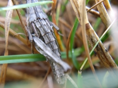 Sigaus campestris