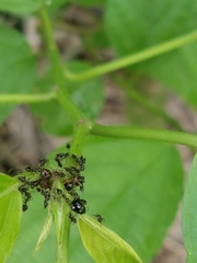 Tragopini