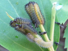 Apareophora forsythiae