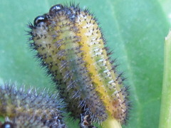 Apareophora forsythiae