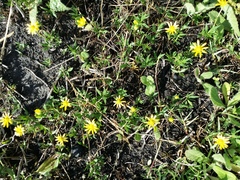 Ranunculus papulentus