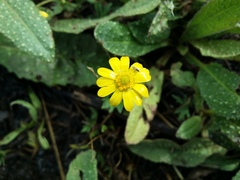 Ranunculus papulentus