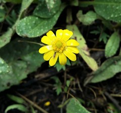 Ranunculus papulentus