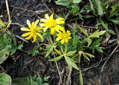 Ranunculus papulentus