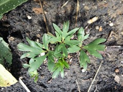 Ranunculus papulentus