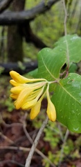 Lonicera flava