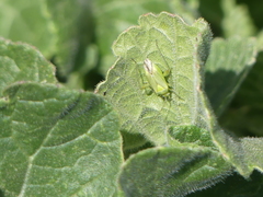 Closterotomus