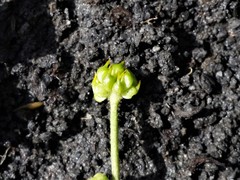 Ranunculus papulentus