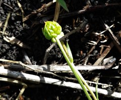 Ranunculus papulentus