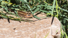 Liopholis personata