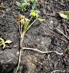 Ranunculus papulentus