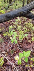 Lonicera flava