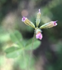 Trifolium bifidum