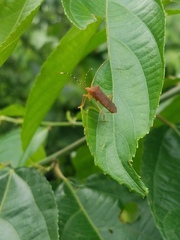 Anasa bellator
