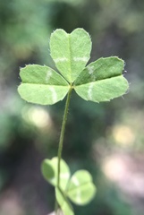 Trifolium bifidum