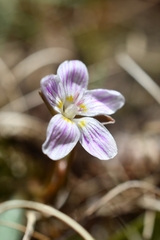 Claytonia caroliniana