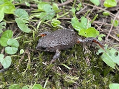 Pseudophryne semimarmorata