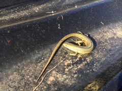 Pseudemoia pagenstecheri