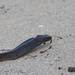 Peninsula Brown Snake - Photo (c) Sam Gordon, some rights reserved (CC BY-NC-SA), uploaded by Sam Gordon