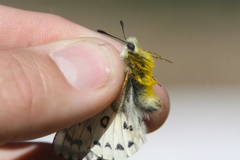 Parnassius behrii