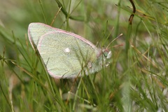 Colias behrii