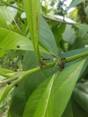Dolichoderus attelaboides