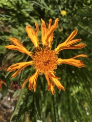 Raillardella pringlei