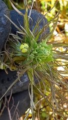 Triphysaria versicolor