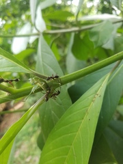 Dolichoderus attelaboides