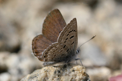 Icaricia shasta