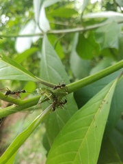 Dolichoderus attelaboides