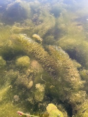 Ceratophyllum demersum
