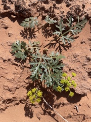 Cymopterus glomeratus