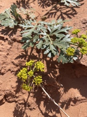Cymopterus glomeratus