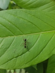 Dolichoderus attelaboides