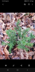 Taxus canadensis