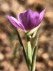 Clarkia affinis