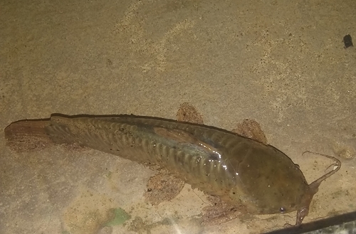 Armored catfish (Callichthys callichthys) — Callichthyidae — 3