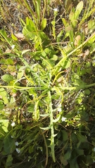 Eryngium aristulatum