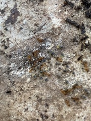 Temnothorax rugatulus