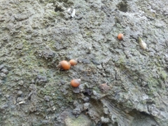 Optediceros breviculum