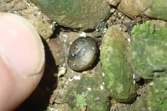 Punctidae
