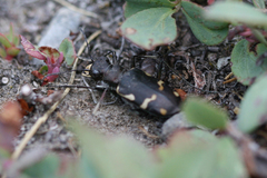Cicindela longilabris