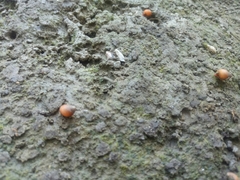 Optediceros breviculum