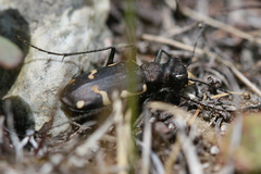 Cicindela longilabris
