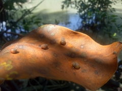 Optediceros breviculum