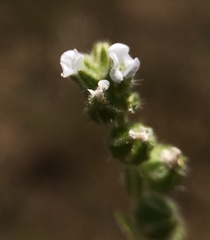 Plagiobothrys canescens