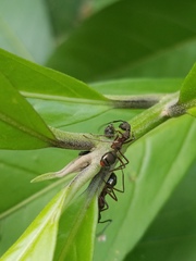 Dolichoderus attelaboides