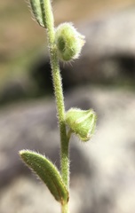 Plagiobothrys canescens